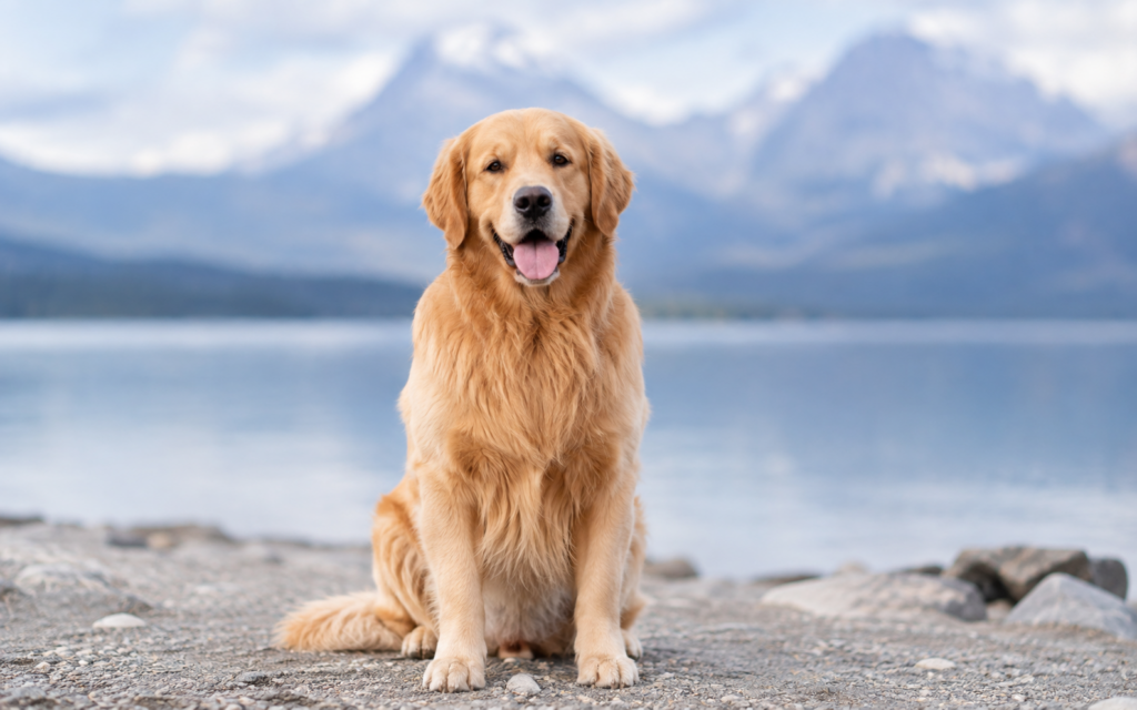 Hundeshootings mit Herz und Geduld